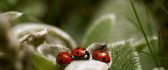 Little ladybugs on the green plant - HD macro wallpaper