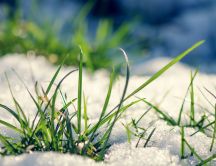 Fresh baby grass out from under the snow - winter and spring