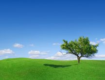 Beautiful tree on a green meadow - HD natural wallpaper