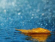 Autumn leaf in the fresh rain water