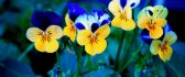 Blue and yellow beautiful petunias - HD wallpapers
