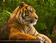 Beautiful tiger at photo-shoot - HD animal wallpaper