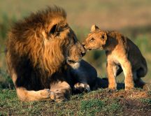 Lovely wild animals - sweet kiss from baby lion