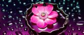 Pink flower in the water - artistic wallpaper