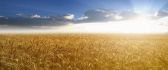 Golden wheat field - HD wallpaper