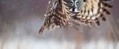 Scared owl - funny HD wallpaper
