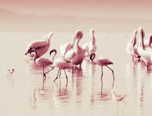 Wonderful Flamingoes - pink bird with big legs