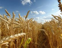 Path through the wheat field - golden plant