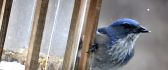 A beautiful blue sparrow - HD wallpaper