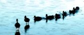 Ducks dancing on the frozen lake