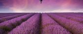 Beautiful purple field - lavender flowers