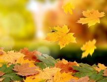 Flying leaves - autumn carpet