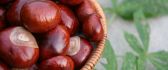 Delicious chestnuts - the autum's fruits