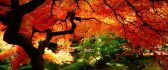 Summer or autumn - HD nature wallpaper
