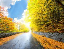 Wet road in the autumn season - HD nature wallpaper