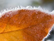 Beautiful autumn leaf covered with ice