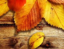 Fantastic autumn leaves - beautiful colors