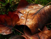 Water drops on the autumn leaves - HD wallpaper