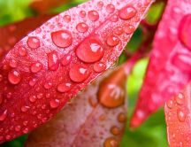 Big water drops on the red leaves - Macro HD wallpaper