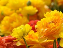 Yellow flowers in the big garden - beautiful perfume