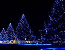 Blue Christmas trees - magic night