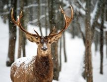 Beautiful deer in the forest - HD winter wallpaper