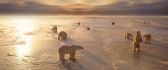 Polar bears walking on the ice - HD winter wallpaper