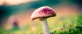 Poison mushroom in the nature - HD macro wallpaper