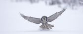 Big grey owl landing in the snow - HD winter wallpaper