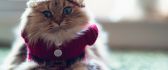 Christmas costume for cats - HD funny winter wallpaper