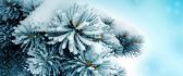 Fir trees in the middle of winter - HD wallpaper