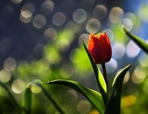 Red tulip on a beautiful spring season