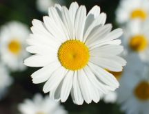 Beautiful daisy - flower perfume in the air