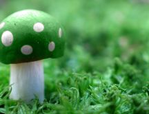 Poison green mushroom on the fresh grass of spring