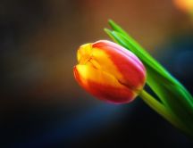 Beautiful red and yellow tulip - HD wallpaper