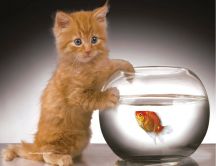 Little golden cat and the fish - HD wallpaper