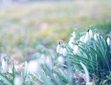 The symbol of spring - beautiful snowdrops