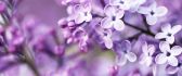 Beautiful purple spring flowers - Blossom trees