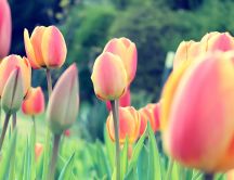 Garden with tulips - spring perfume in the nature