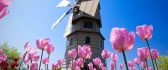 Windmills house and a beautiful garden with pink flowers