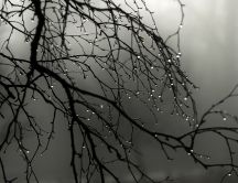 Raindrops on branches of a dead tree