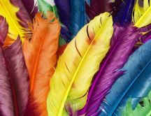 Many colourful feathers
