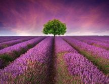 One tree in the middle of the lavender field