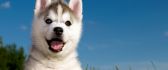 White and happy Siberian Husky in the grass