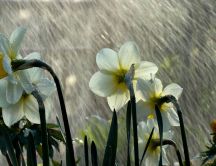 Torrential rains over the white daffodils in the garden