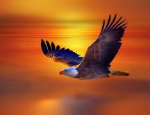 Colorful bald eagle flying in the sunset
