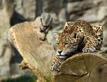 Beautiful leopard in ambush on the log