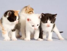 Four little cute cats - Animals Wallpaper