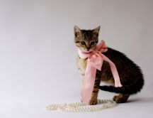 Cute cat with pink knot and white pearl