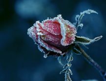 Frozen red rose - Winter time